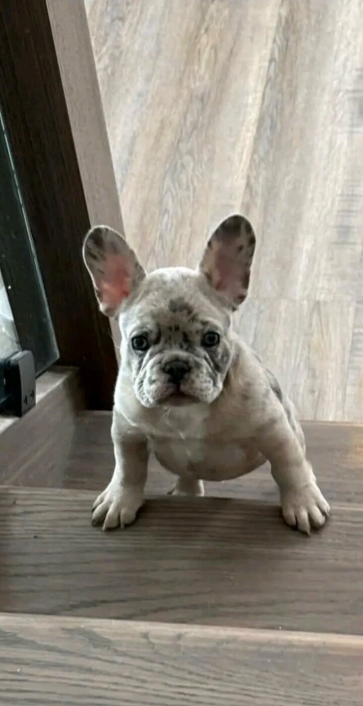 A FRENCH BULLDOG image 1