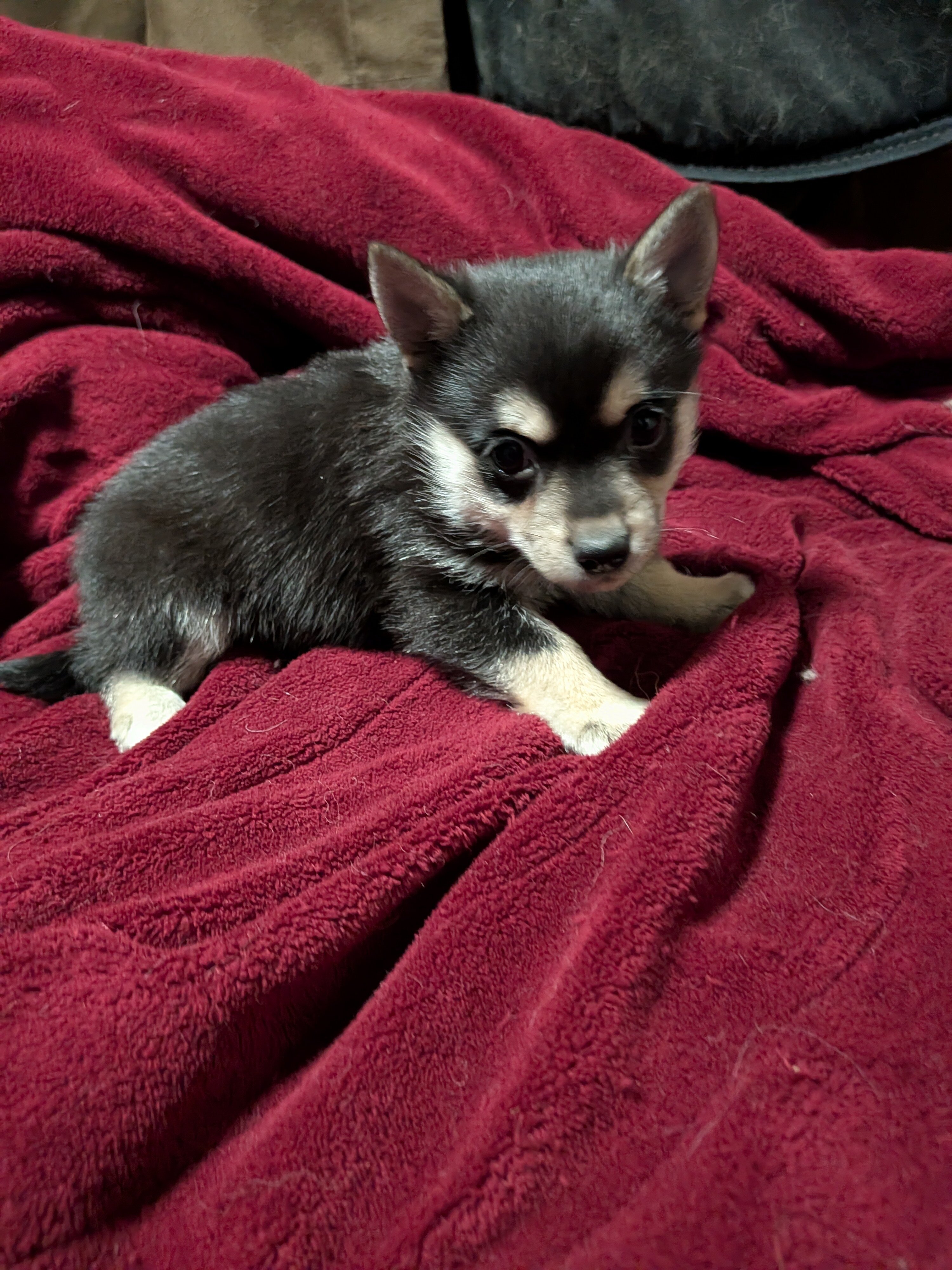 Pup image 1