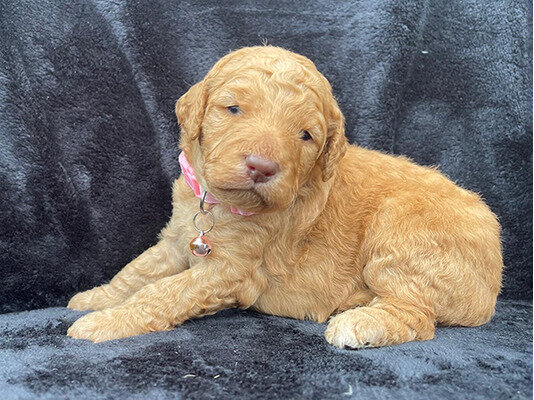 Standard poodle puppies available for sale image 1