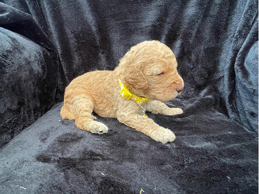 Standard poodle puppies available for sale image 2
