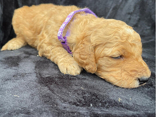 Standard poodle puppies available for sale image 3
