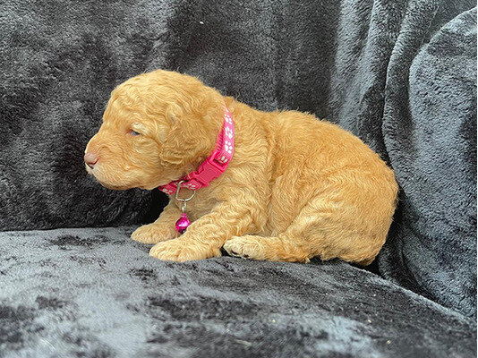 Standard poodle puppies available for sale image 4