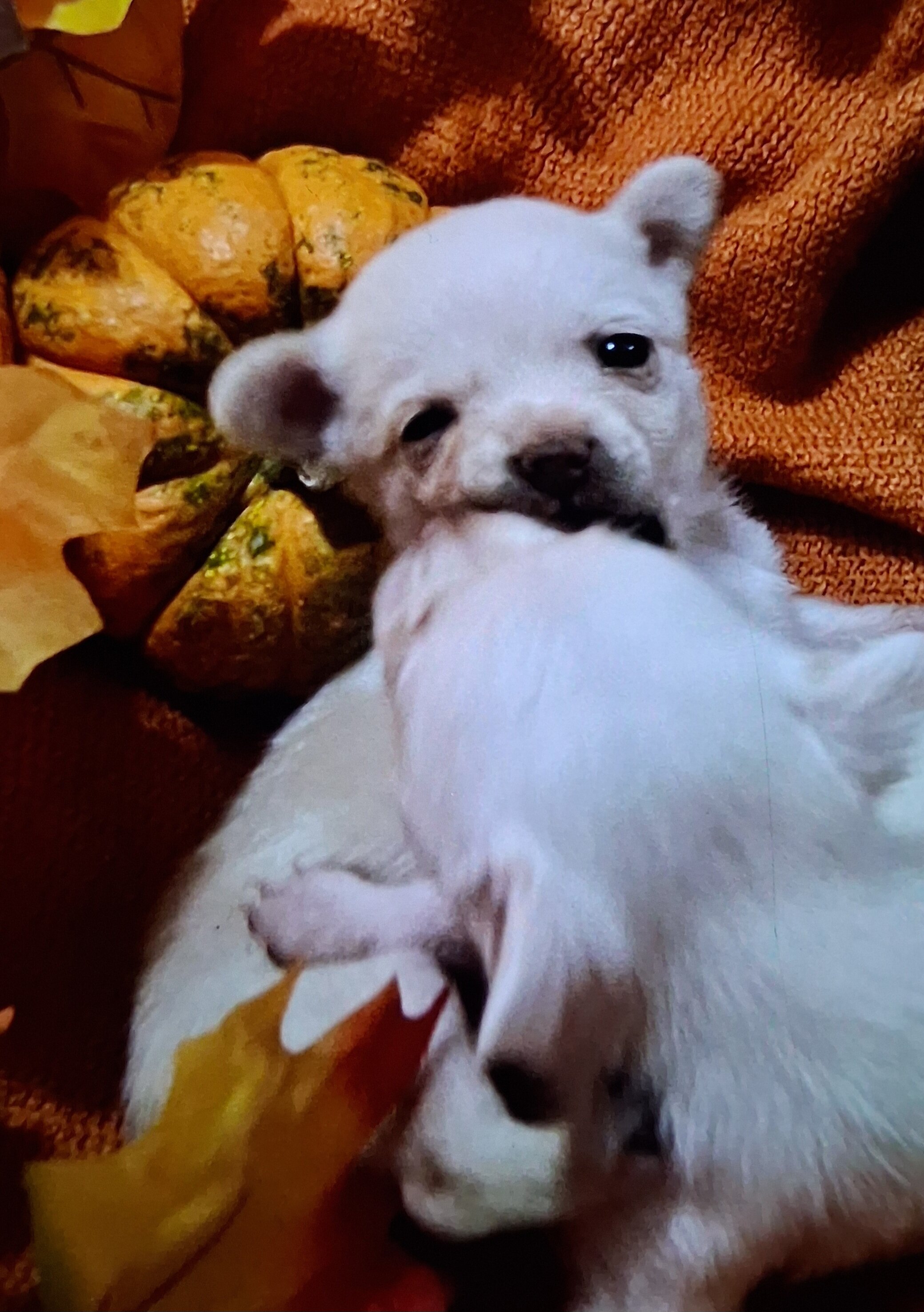 Pomeranian/Chihuahua Puppies image 2