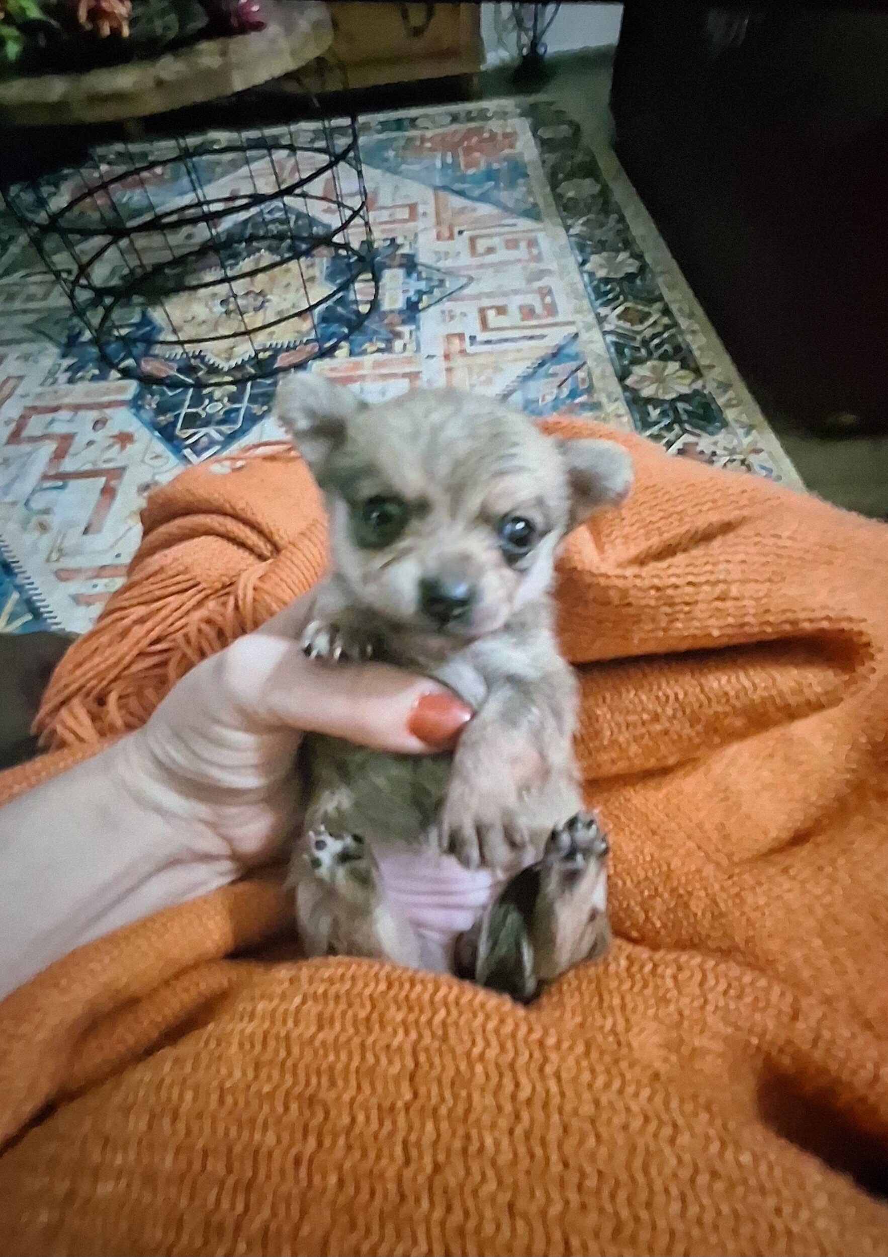 Pomeranian/Chihuahua Puppies image 3