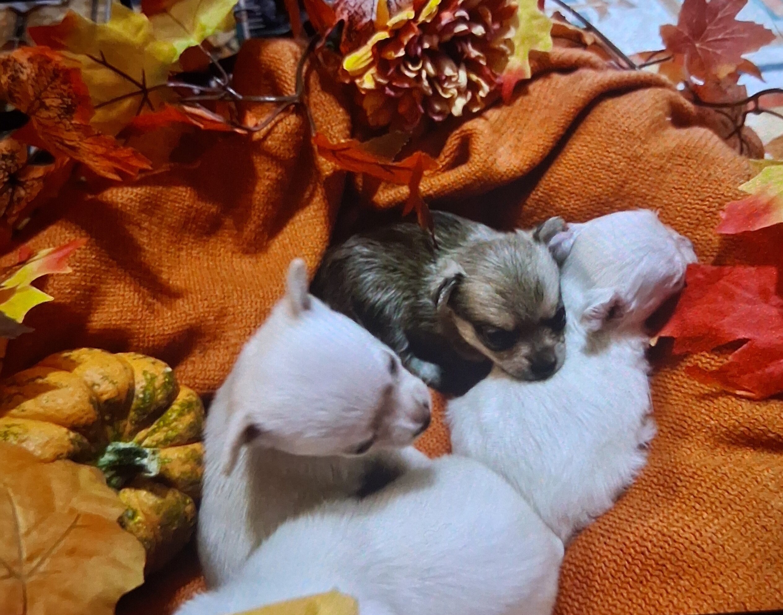 Pomeranian/Chihuahua Puppies image 1