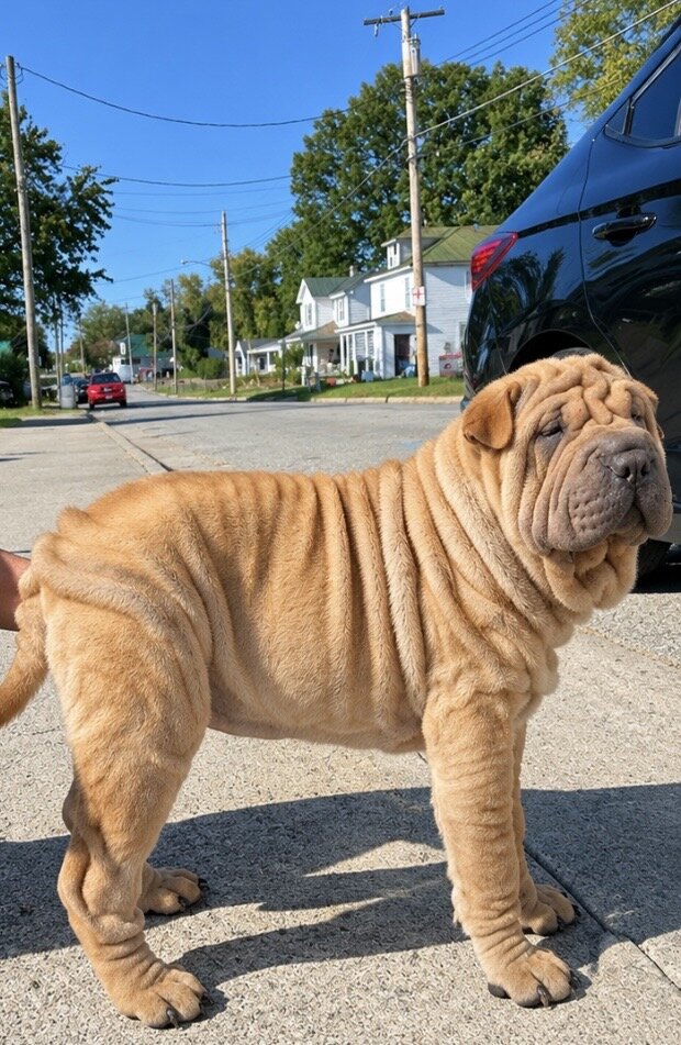 Chinese Shar pei image 1