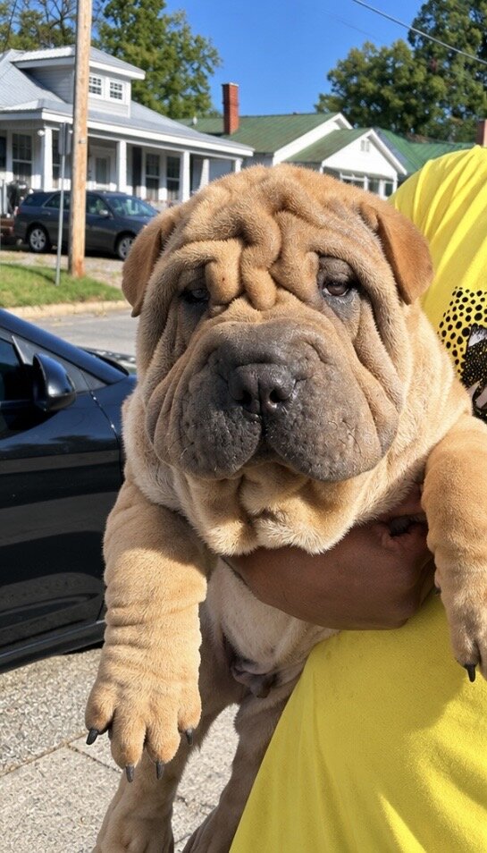 Chinese Shar pei image 2