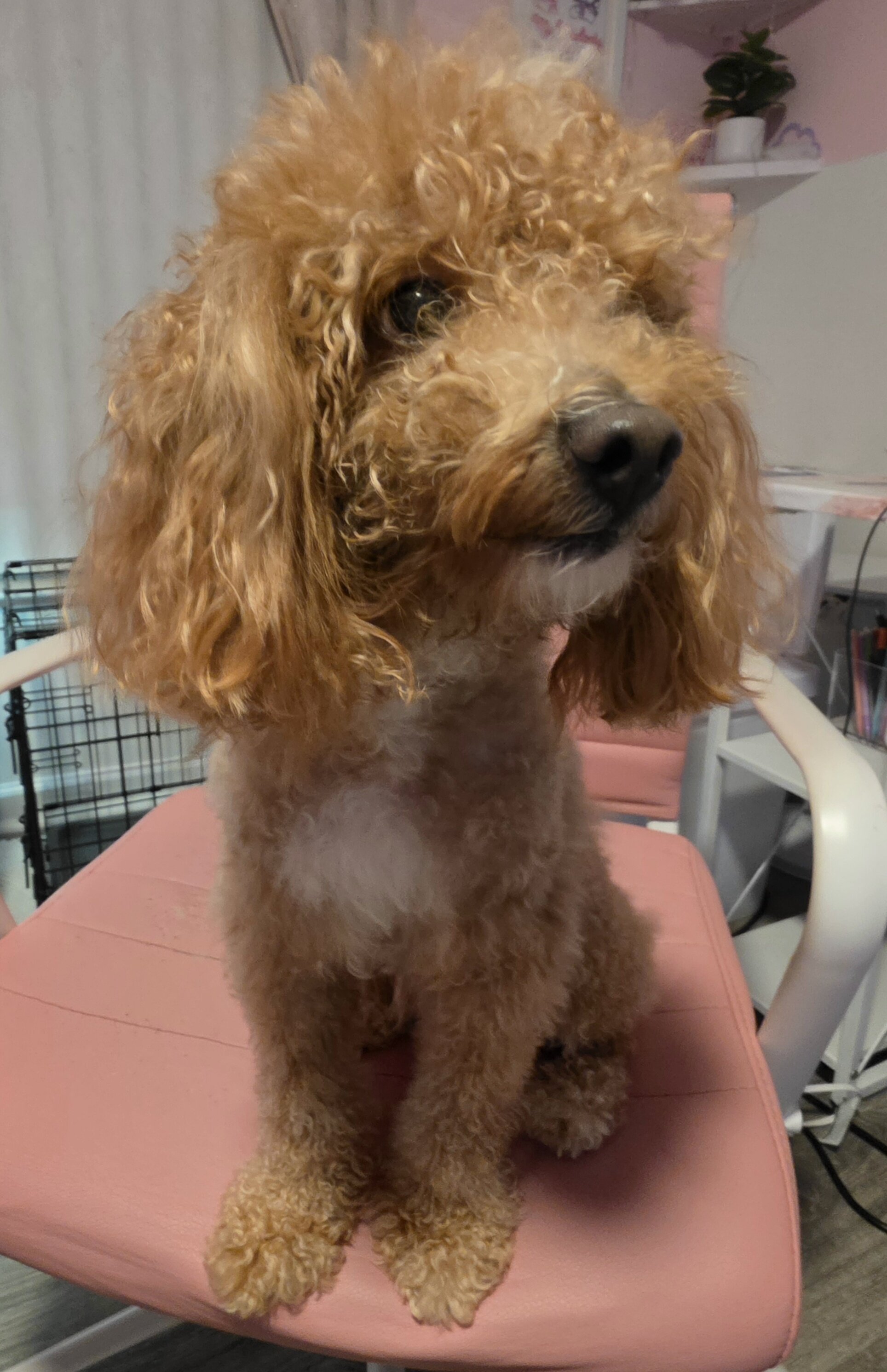 Toy Poodle image 3