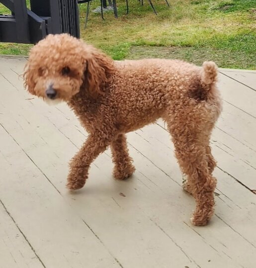 Toy Poodle image 1