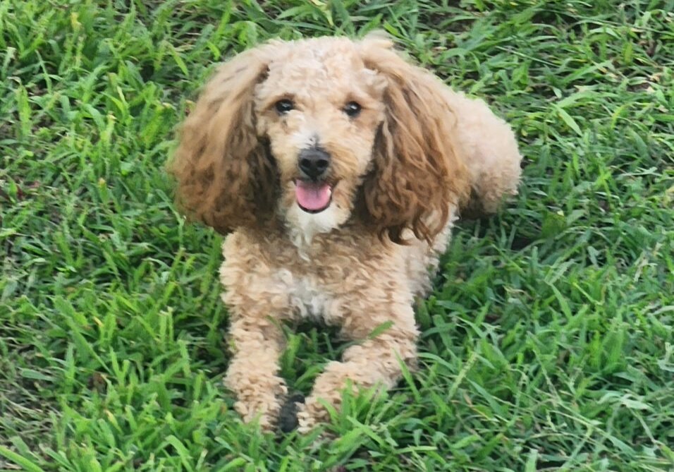 Toy Poodle image 2