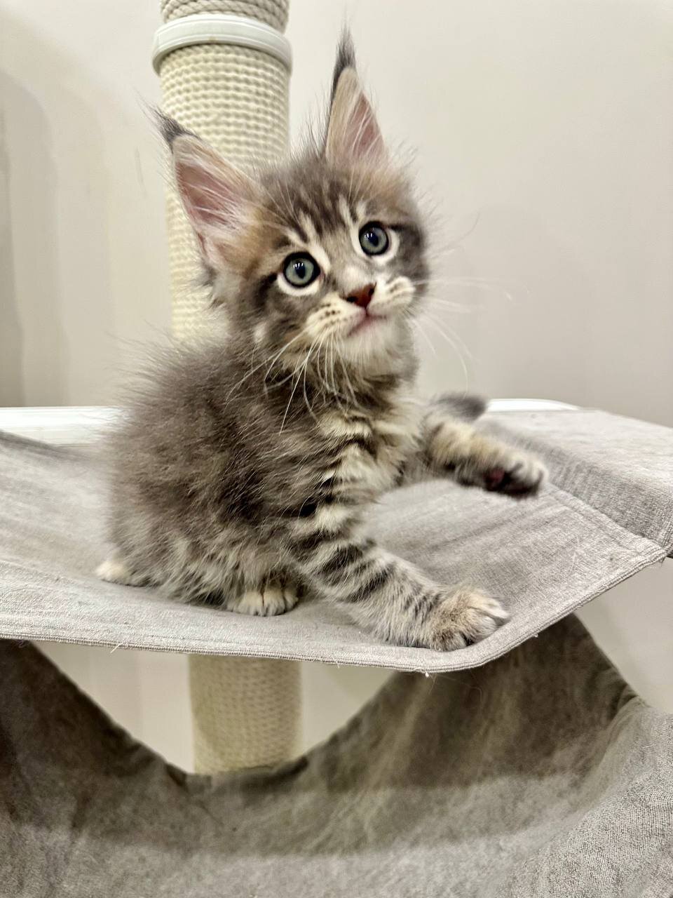 Maine coon image 3