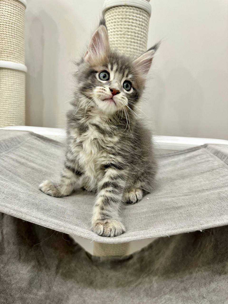 Maine coon image 1