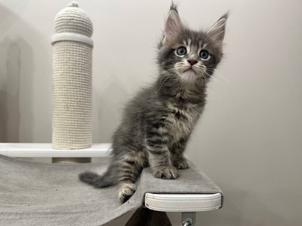 Maine coon image 2