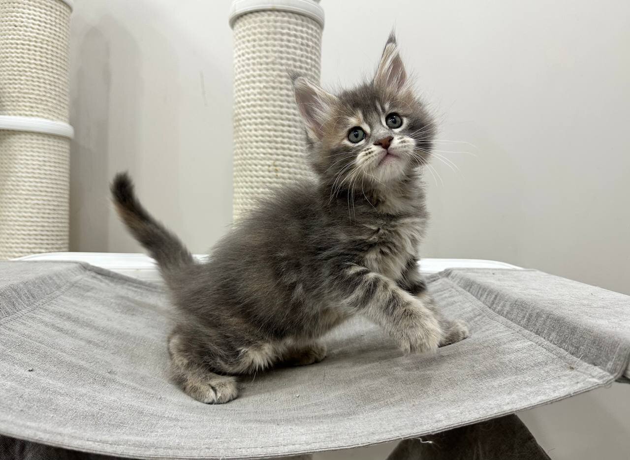 Maine coon image 4