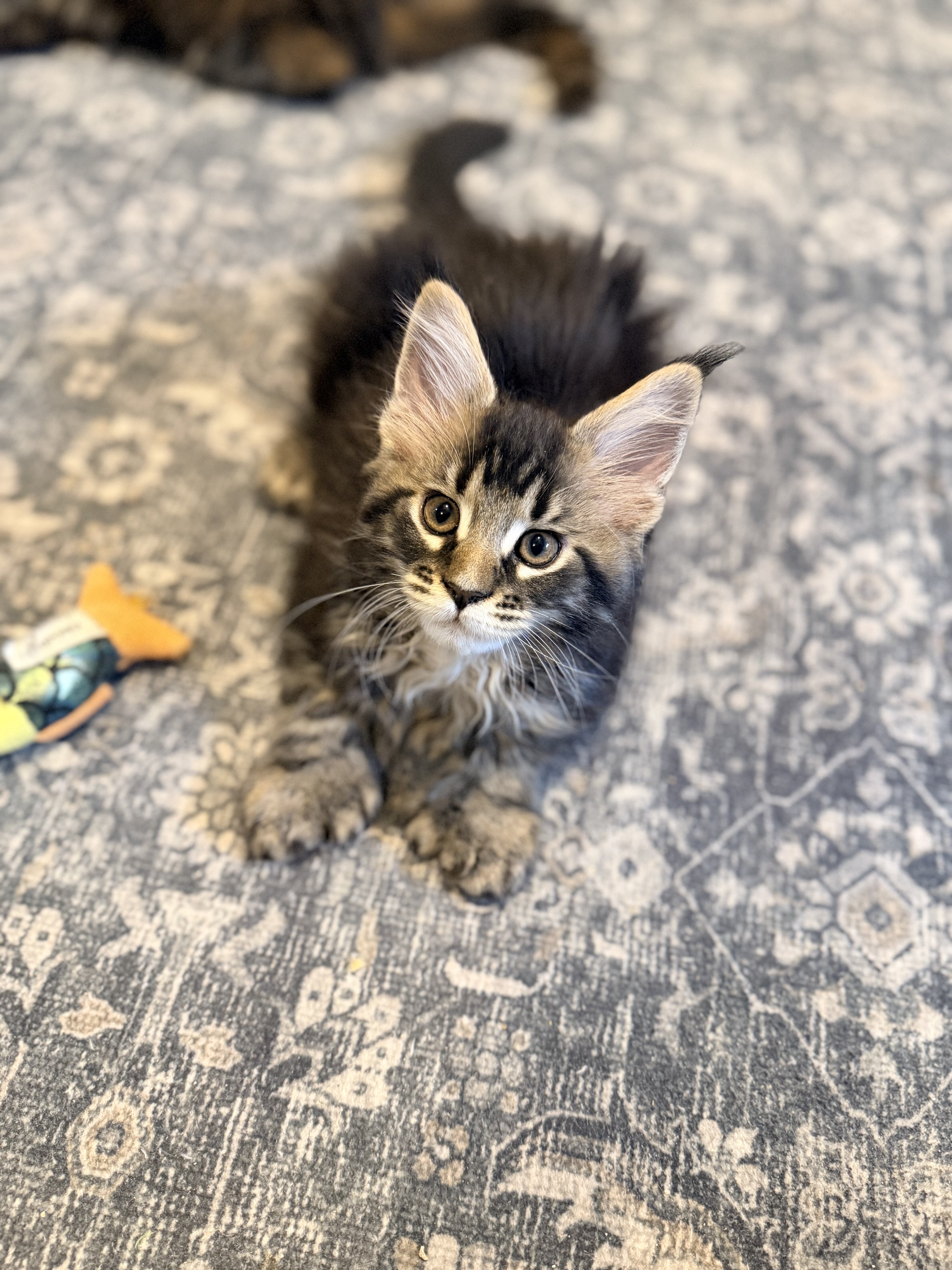 TICA Maine Coon kittens image 4