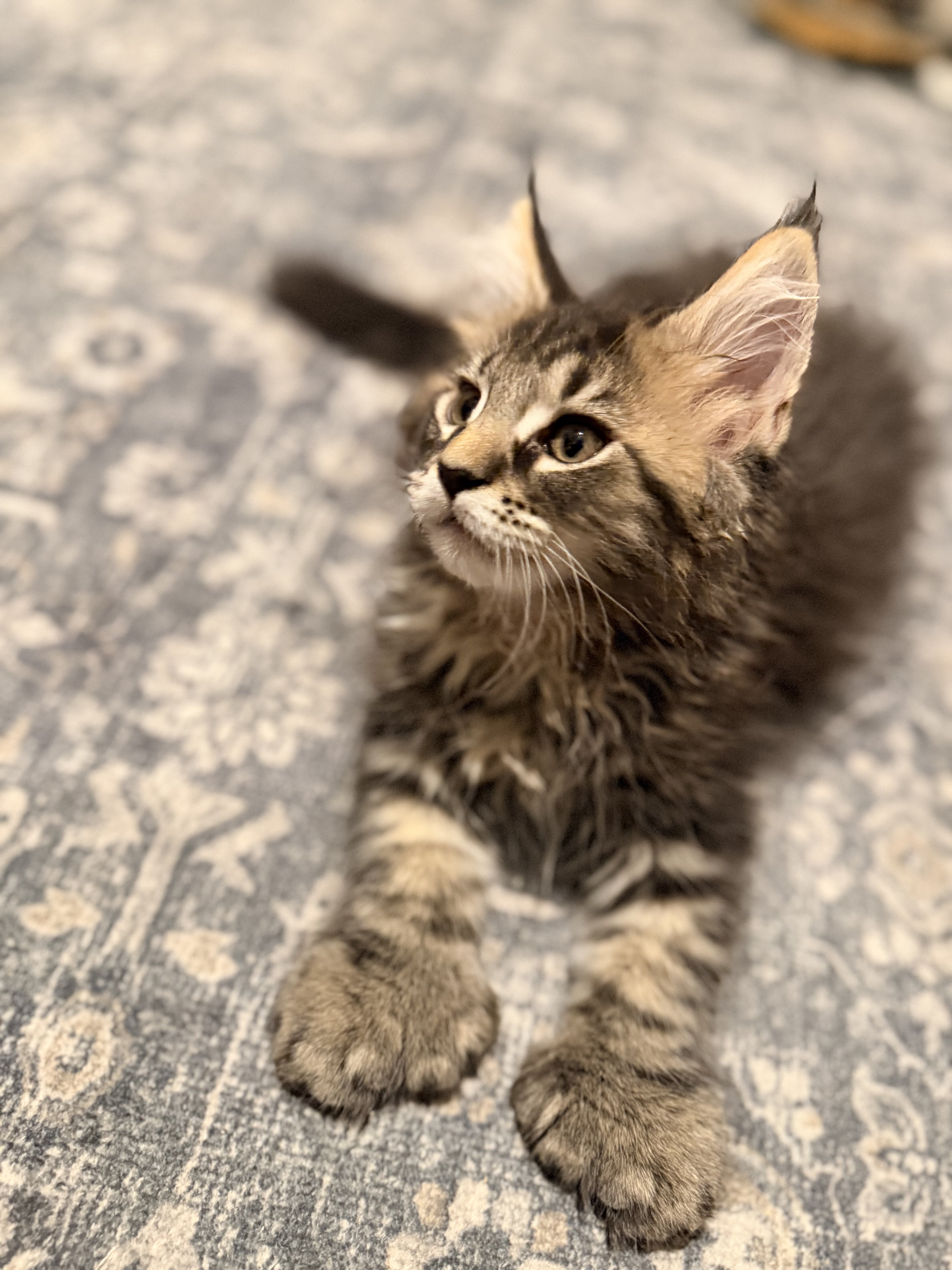 TICA Maine Coon kittens image 3