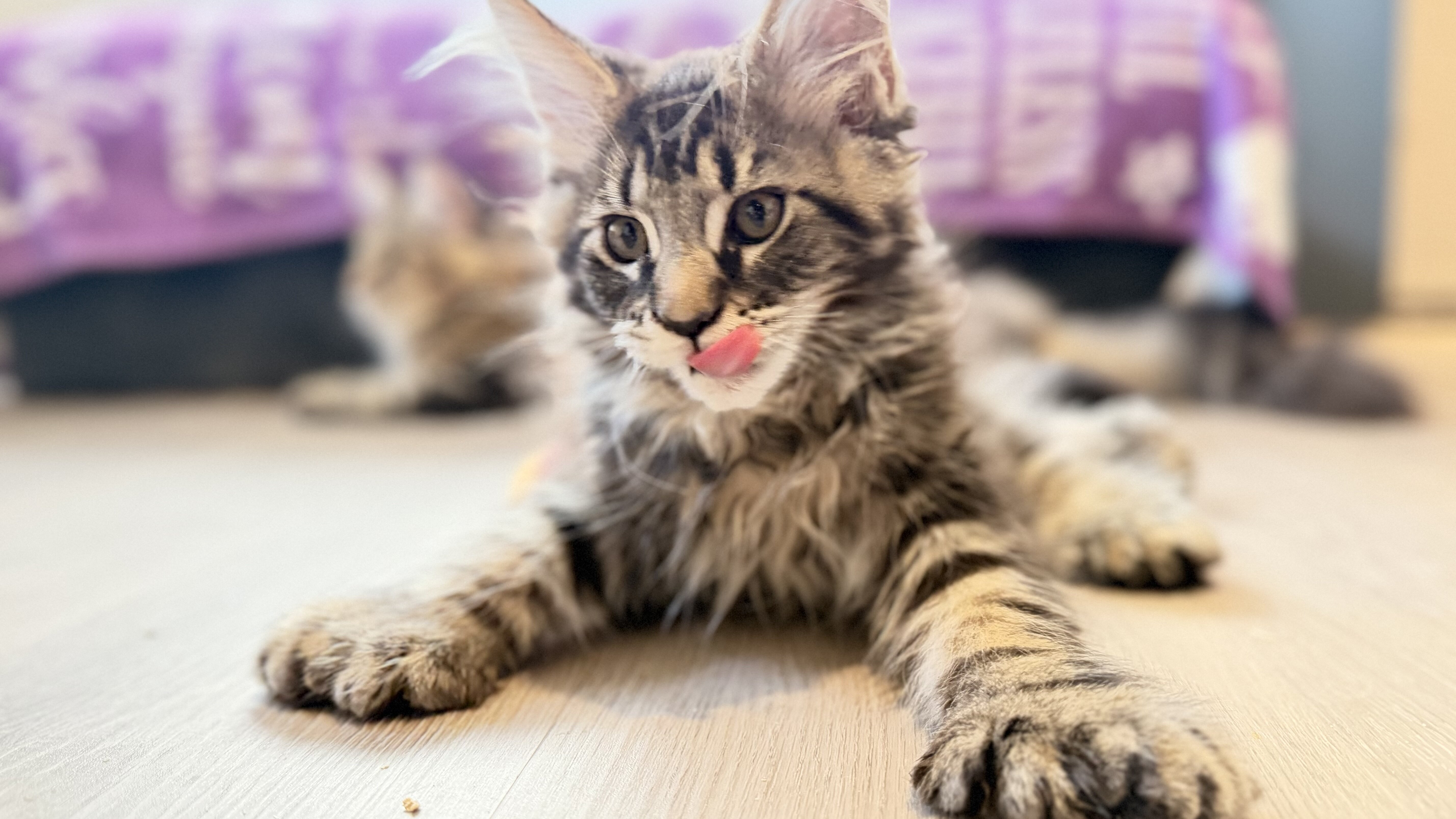 TICA Maine Coon kittens image 2