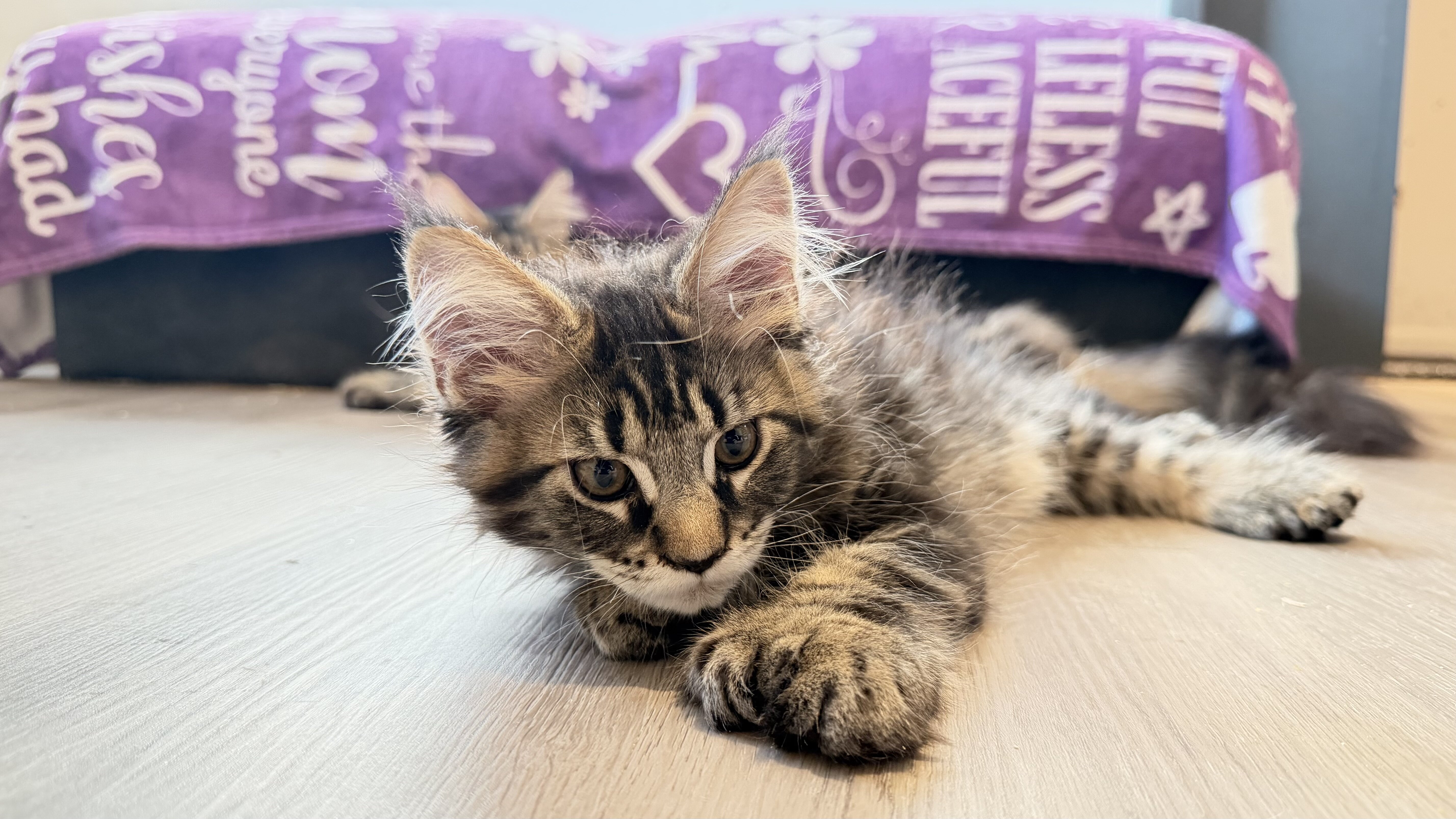 TICA Maine Coon kittens image 1