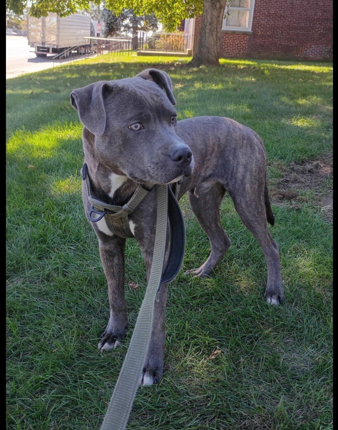 7 month old Blue-Nose Pitbull image 1
