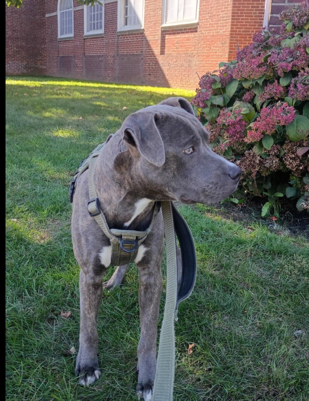 7 month old Blue-Nose Pitbull image 2