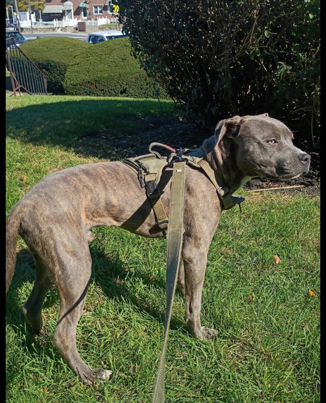 7 month old Blue-Nose Pitbull image 3