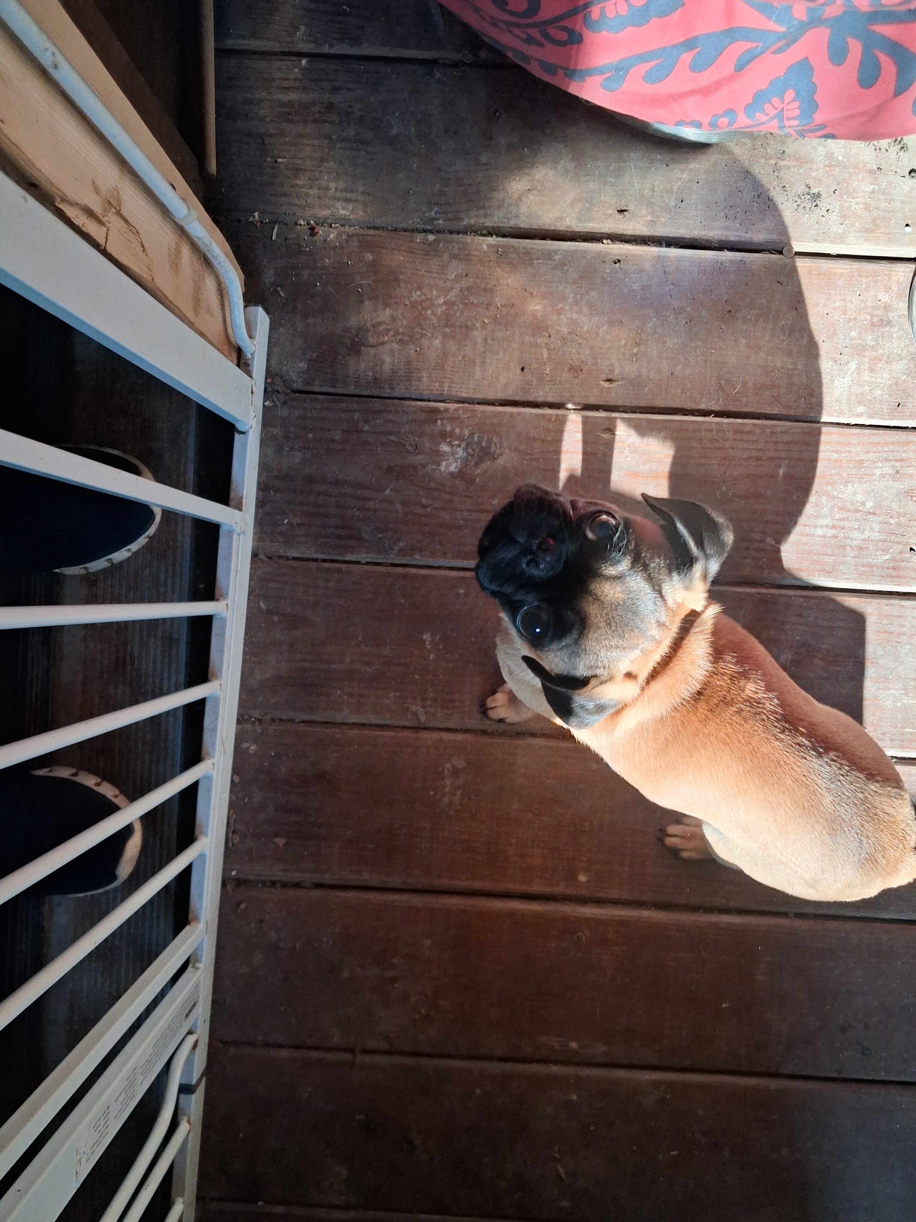 Pug image 3