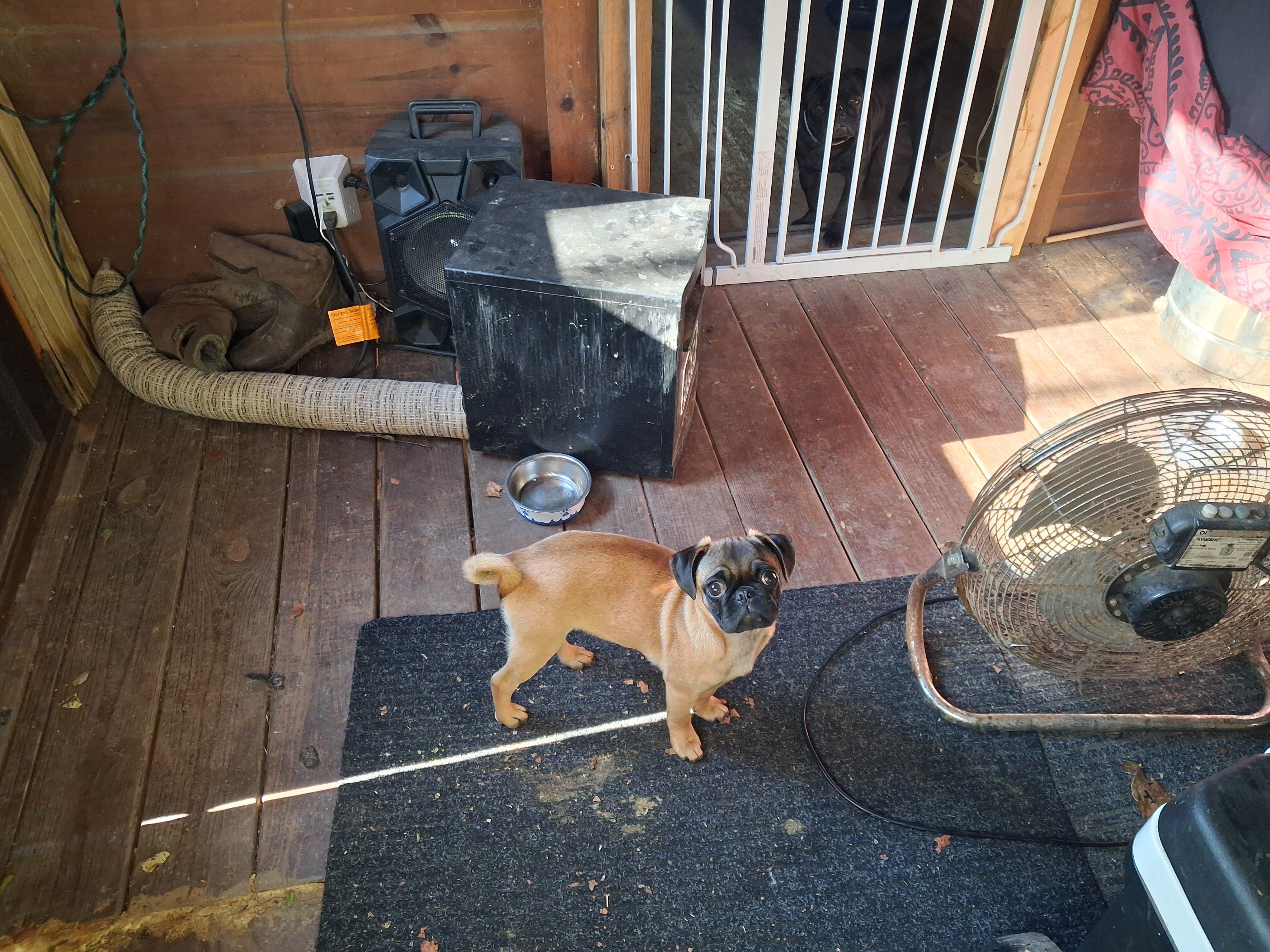 Pug image 1