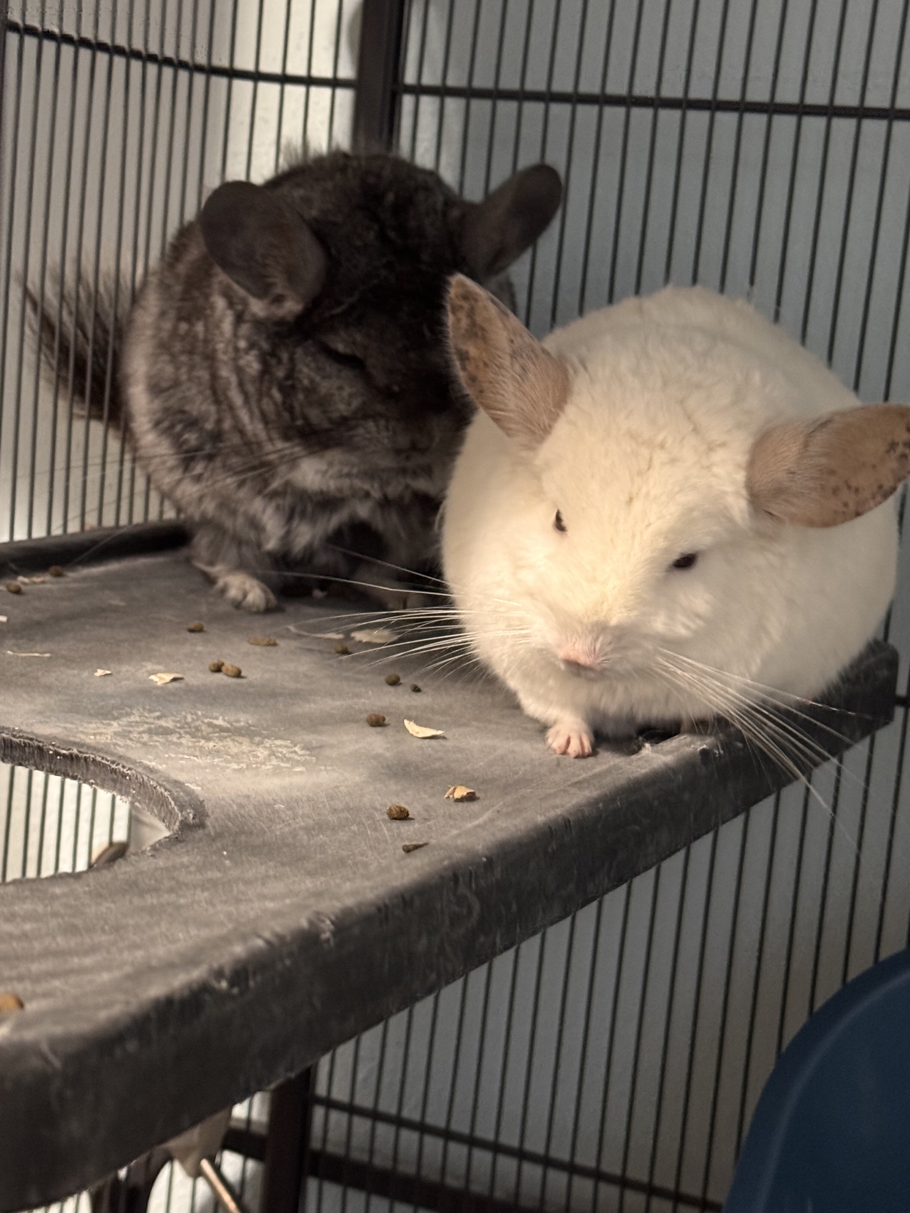 Two chinchillas looking for a good home! image 1