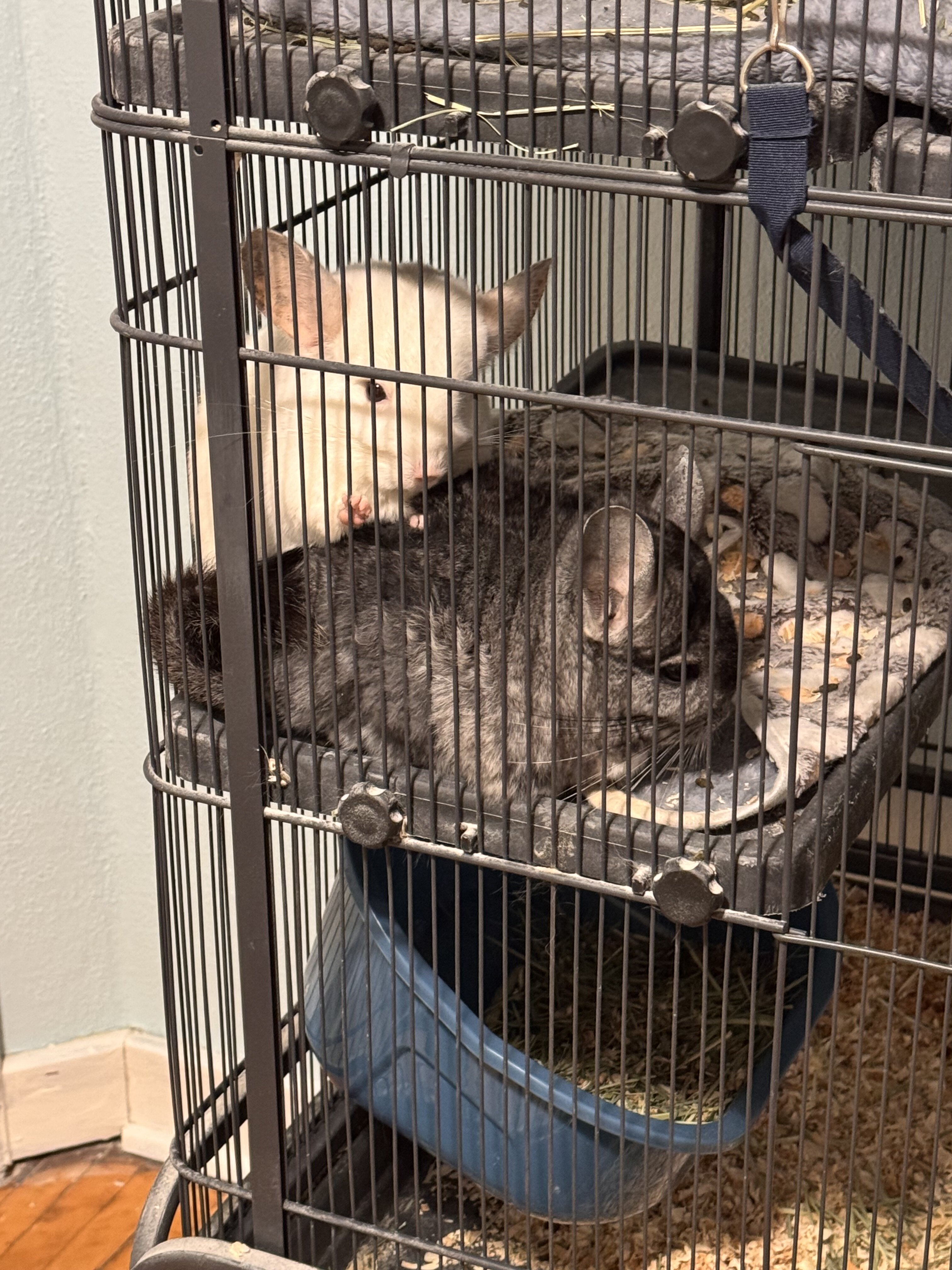 Two chinchillas looking for a good home! image 2