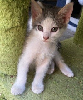Rehoming Kitten image 7