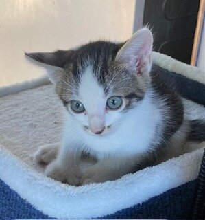 Rehoming Kitten image 4