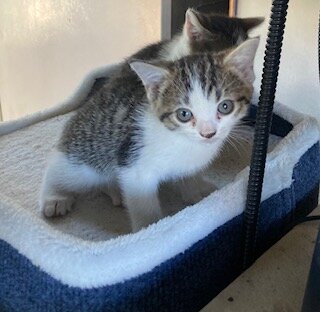 Rehoming Kitten image 2