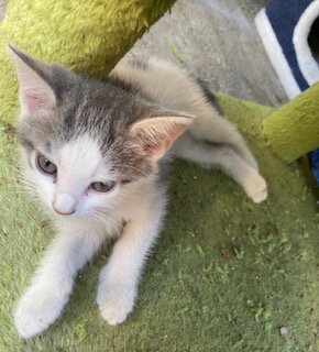 Rehoming Kitten image 6
