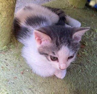 Rehoming Kitten image 5