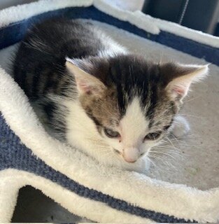 Rehoming Kitten image 3