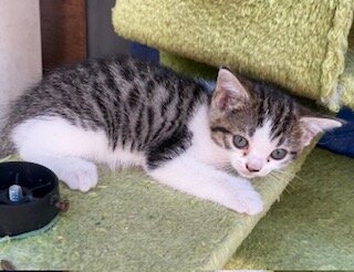 Rehoming Kitten image 1