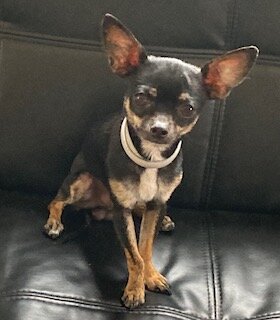 Chihuahua Puppies image 1