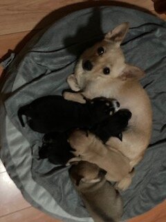 Chihuahua Puppies image 2