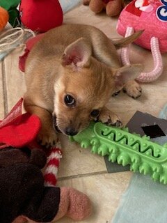 Chihuahua Puppies image 7