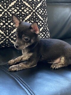 Chihuahua Puppies image 6