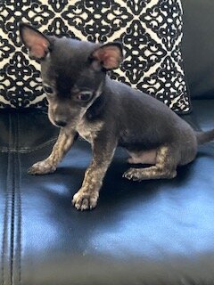 Chihuahua Puppies image 5