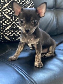 Chihuahua Puppies image 3