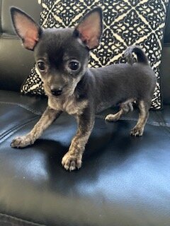 Chihuahua Puppies image 4
