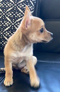 Chihuahua Puppies image 10