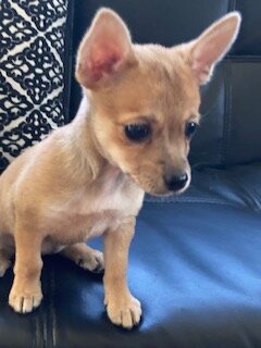 Chihuahua Puppies image 9