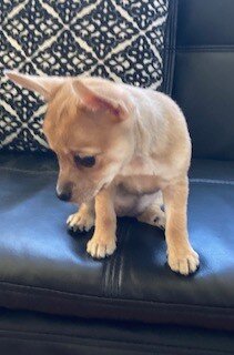 Chihuahua Puppies image 8