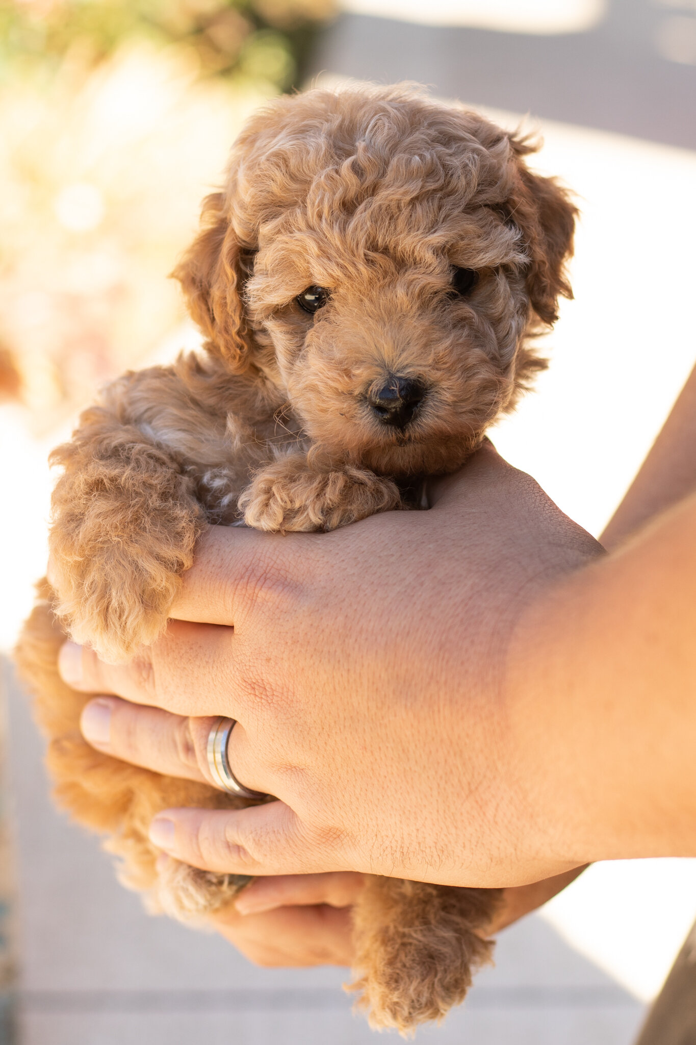 AKC Mini Poodle male puppy in Indiana (Teddy) image 3