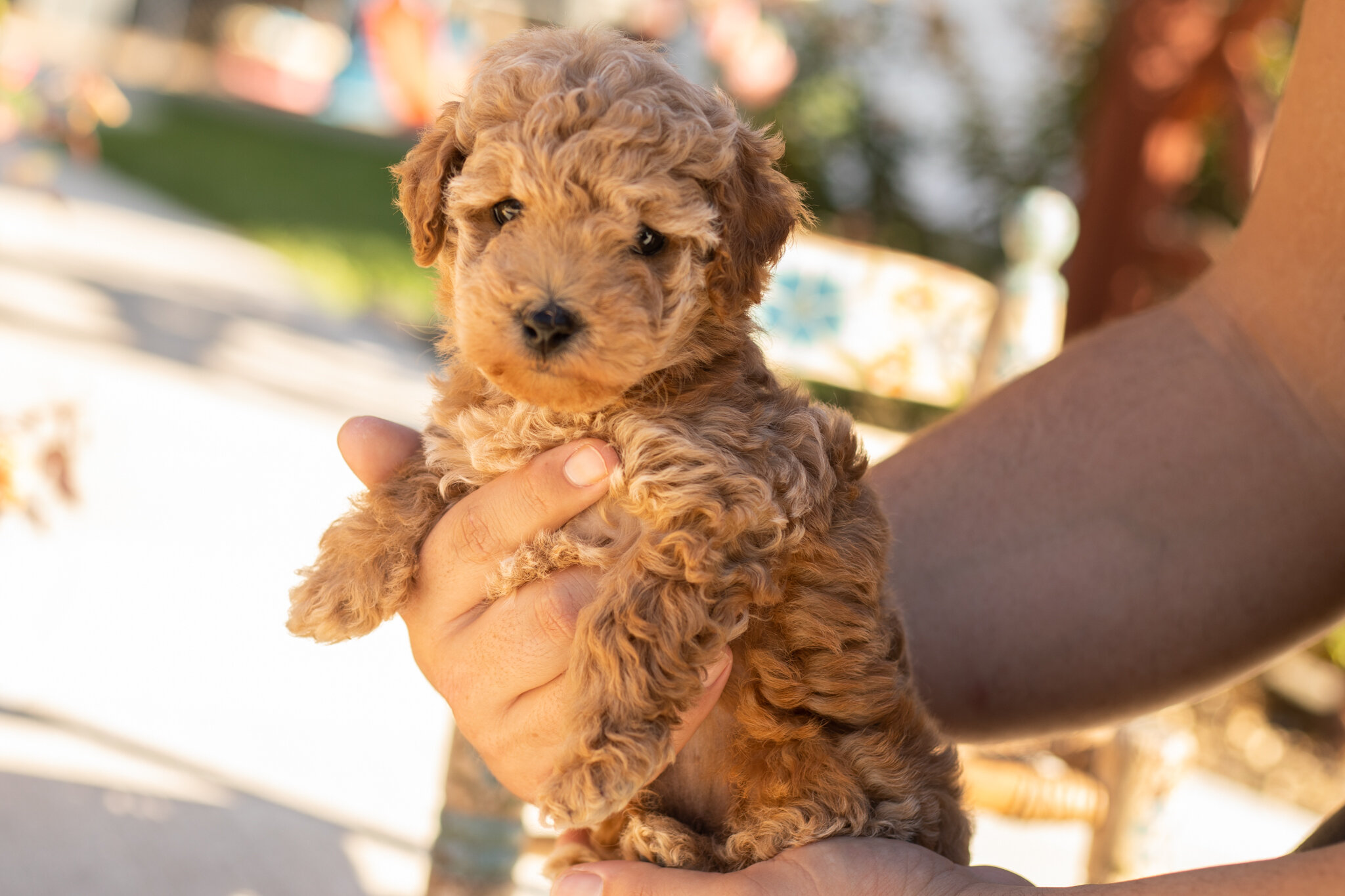 AKC Mini Poodle male puppy in Indiana (Teddy) image 2