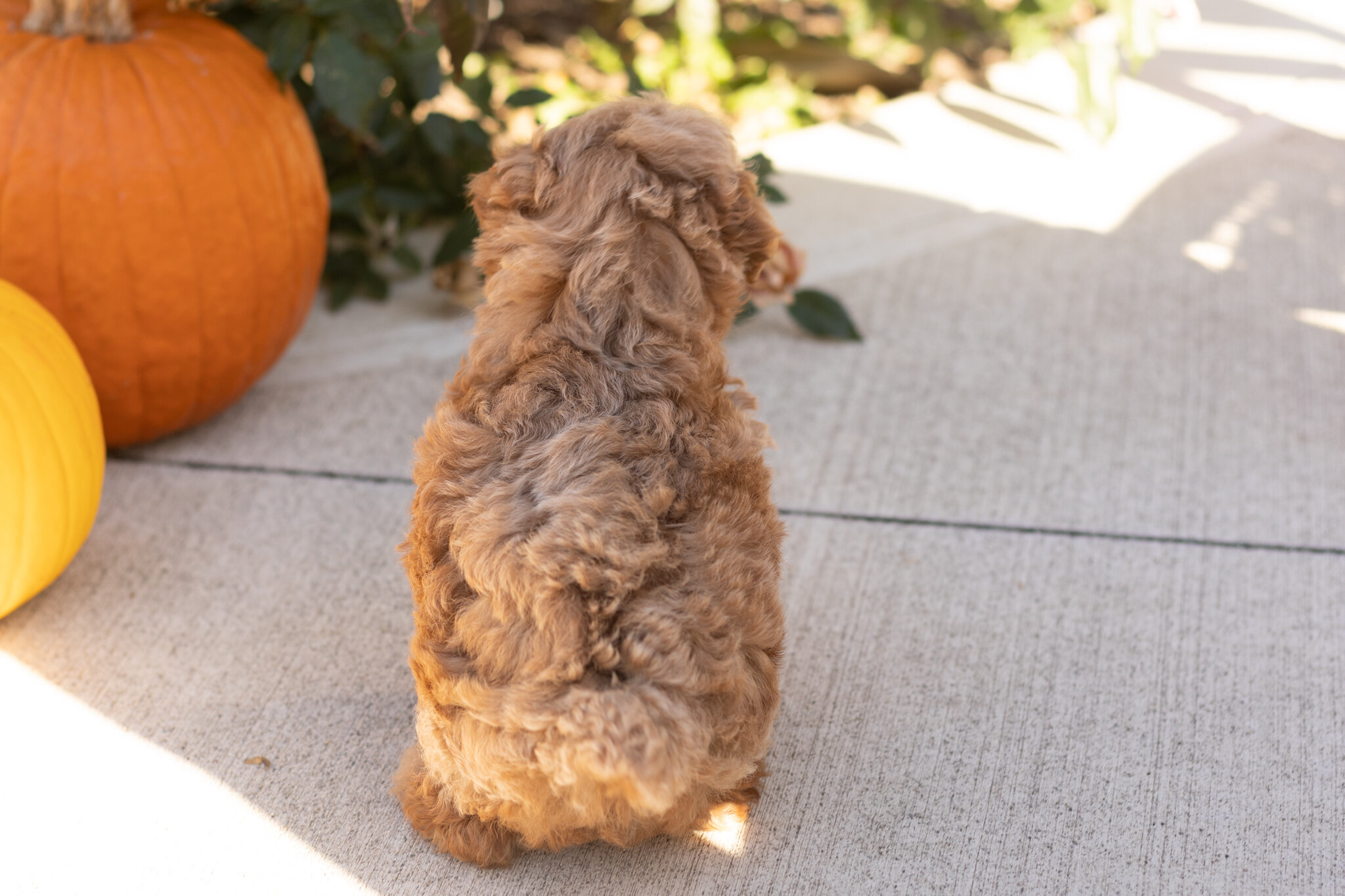 AKC Mini Poodle male puppy in Indiana (Teddy) image 4