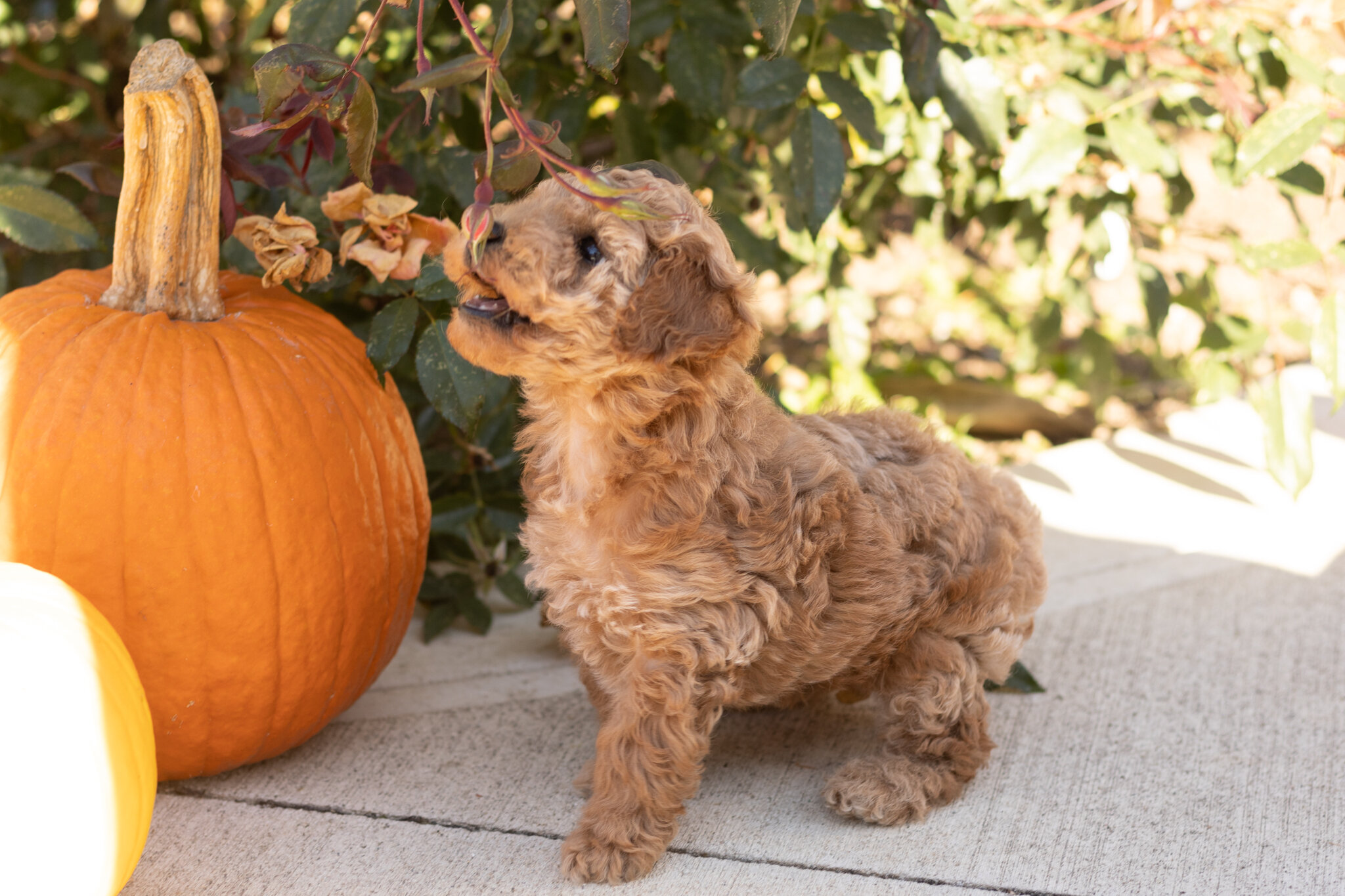 AKC Mini Poodle male puppy in Indiana (Teddy) image 5